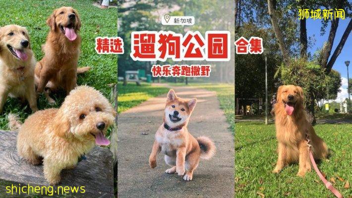 小狗也要出外透透气！精选新加坡8个遛狗公园🐕在Dog Run里快乐奔跑、尽情撒野🐾