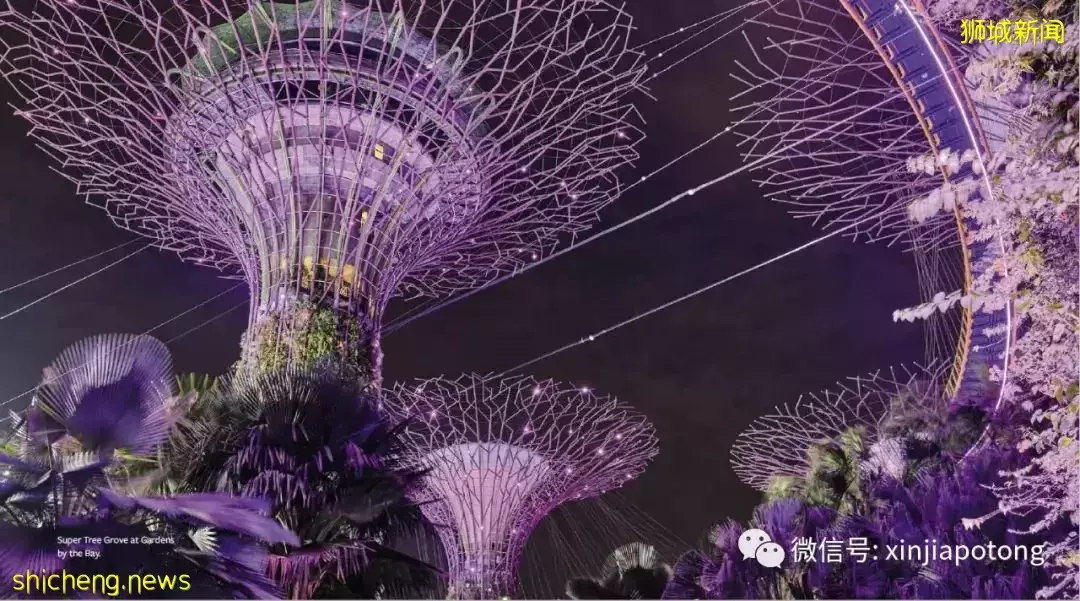 新加坡版凡尔赛,超级豪宅项目 柏皓,高净资产人士选择,稀缺大平层永久地契,花园和建筑融为一体