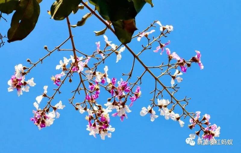 北半球9月刚入秋,新加坡却迎来“第二春”