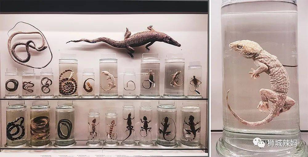 恐龍化石、抹香鯨骨架、初代巨星阿明……100W+動植物標本竟然藏在新加坡這個地方