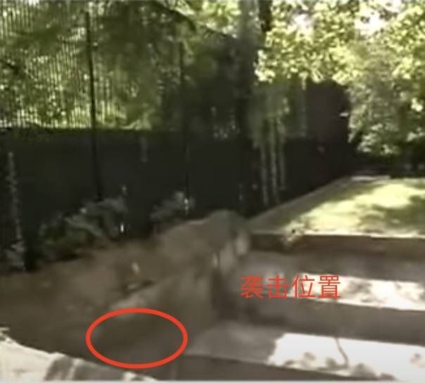 残忍！上海动物园熊吃人，亲眼目睹！新加坡也发生过类似案件！印度最惨