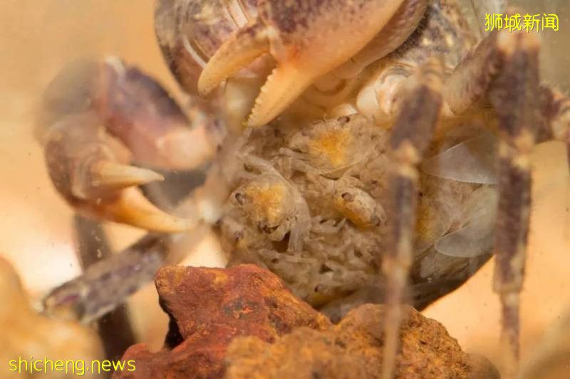 新加坡如何在城市化和与野生动物共存取得平衡?自然公园网络计划即将实施,居民可在10分钟内到达公园