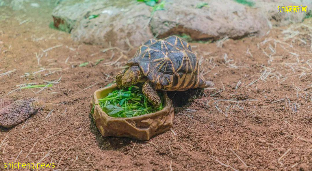 云游 总有一个理由打卡新加坡
