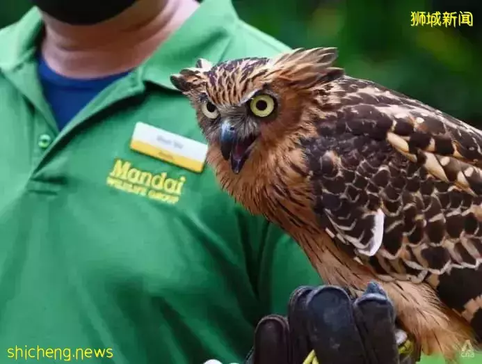 小朋友超爱！裕廊飞禽公园露营！和火烈鸟一起度过美好夜晚