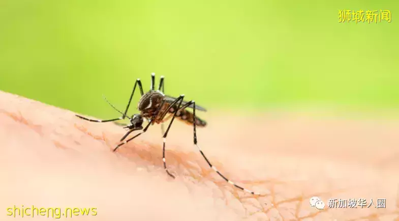 新加坡骨痛热症病例又创新高!或将找过去年的5200多起