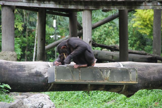 世界十大动物园之一：新加坡动物园，确实不一样