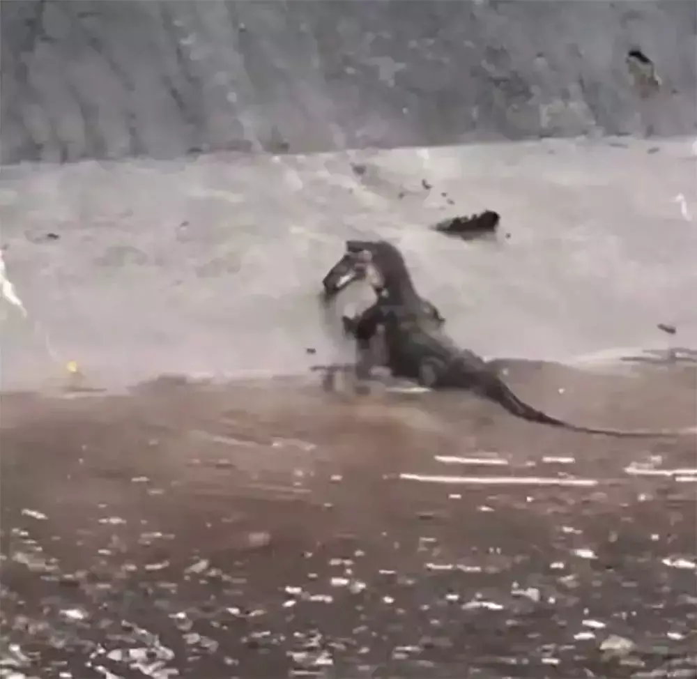 新加坡上演巨蜥PK蟒蛇!平平无奇的小路边,居然藏了一只鳄鱼