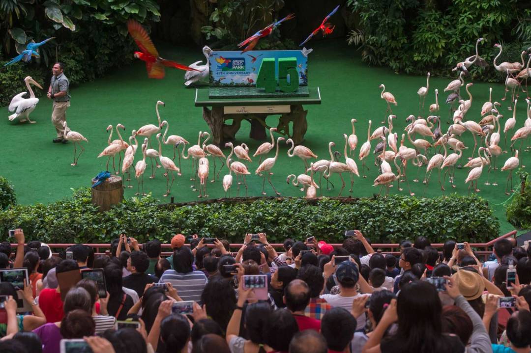 免費送票!帶倆娃嗨翻亞洲最大飛禽園,400多種5000多只鳥,一路驚喜不斷