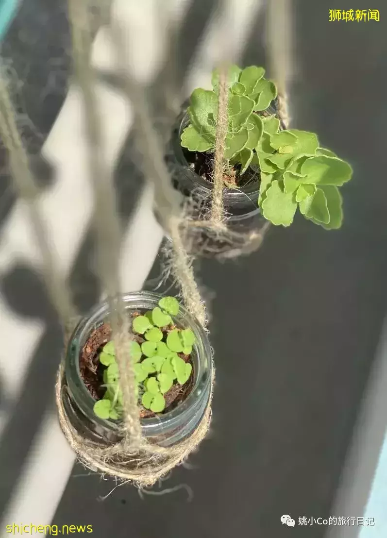 距离上次回国已经568天……在新加坡的你，过得还好吗