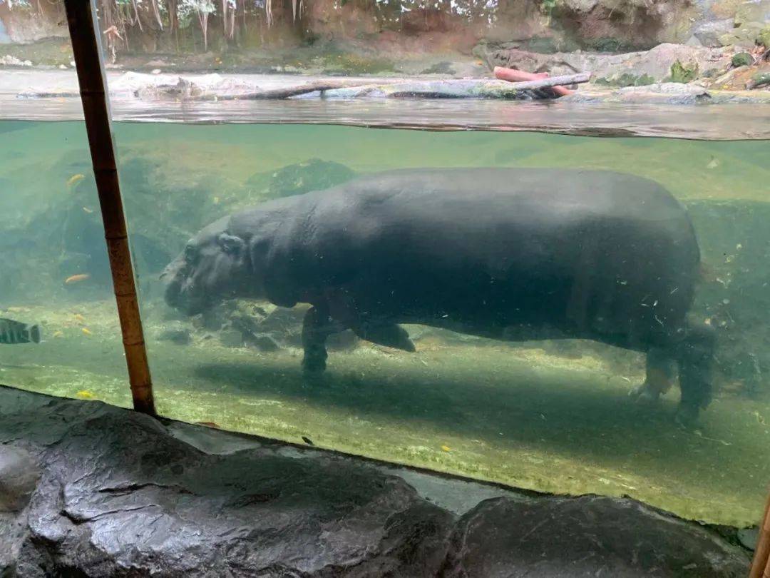 行走獅城——新加坡動物園