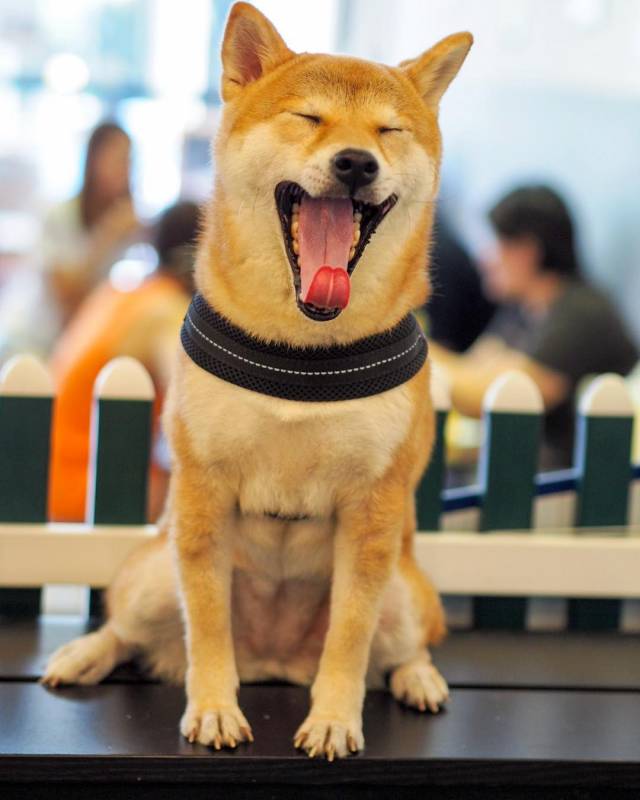 超治愈撸狗圣地 !和狗狗来一场亲密约会🐶 宠物聚集地,把这份可爱收藏起来💌