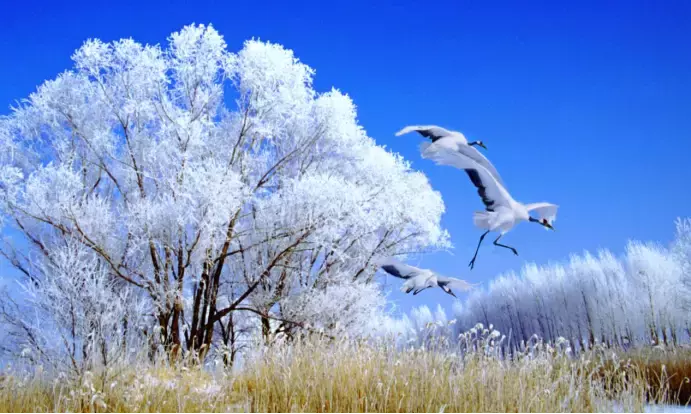 “黑龍江非常冰雪之旅”在新加坡上線