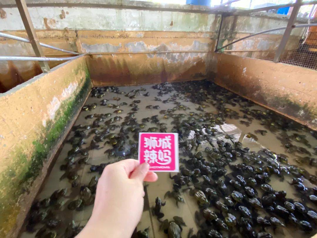 餵羊、擠奶、了解青蛙生長過程,新加坡的農場這麽牛