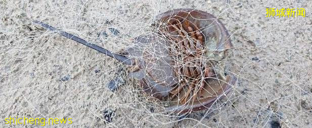 请保护新加坡生物多样性,禁止使用断子绝孙网