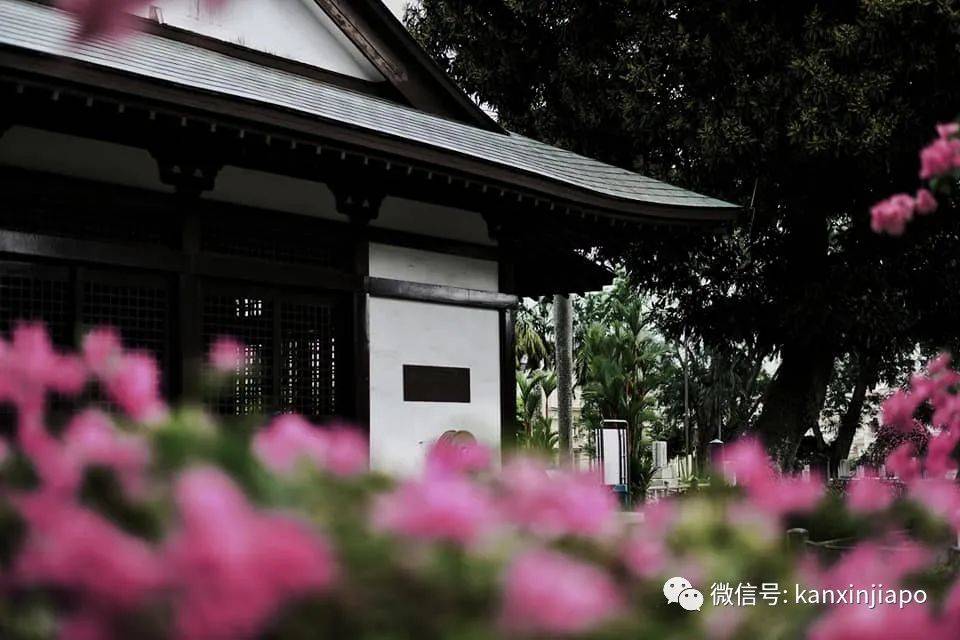 新加坡花季到，“樱花”颜值仙气爆表