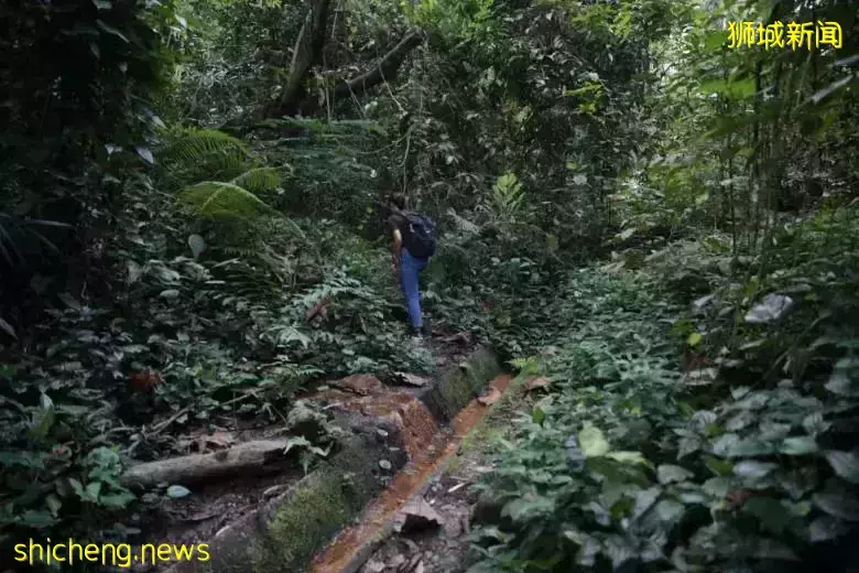 意外！新加坡單親媽媽徒步身亡，遠足需要注意這些