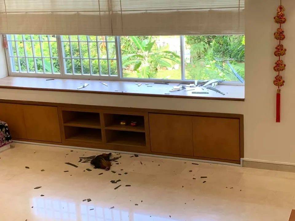 实拍新加坡八哥大战啄木鸟!过程太刺激