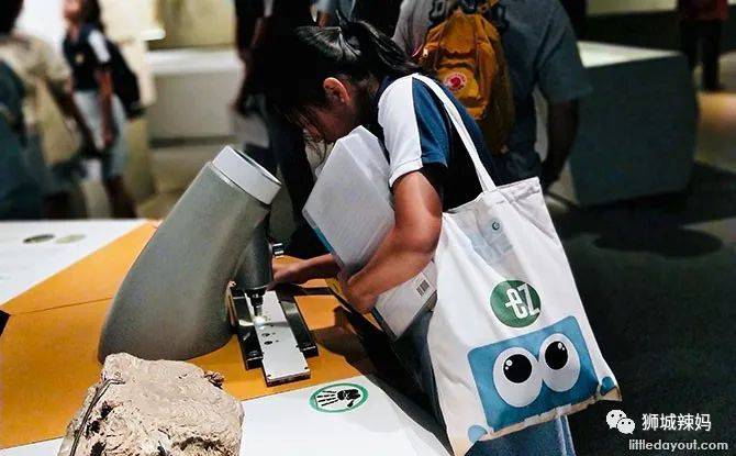 恐龍化石、抹香鯨骨架、初代巨星阿明……100W+動植物標本竟然藏在新加坡這個地方