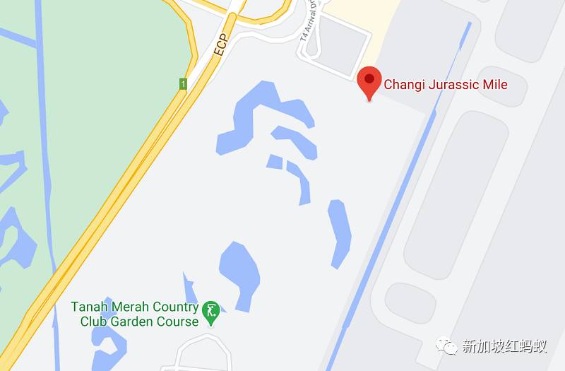 好危險! 走在樟宜機場步道,訪客遭高爾夫球擊中頭部,球自相鄰球場“從天而降”