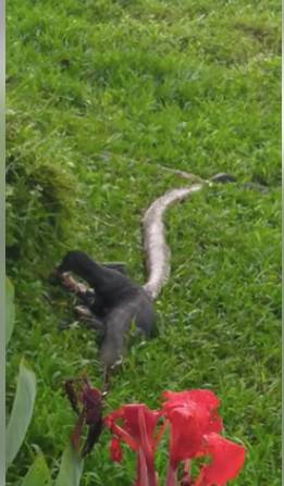 蜥蜴大口吞蟒蛇！新加坡的蜥蜴到底有多凶猛!