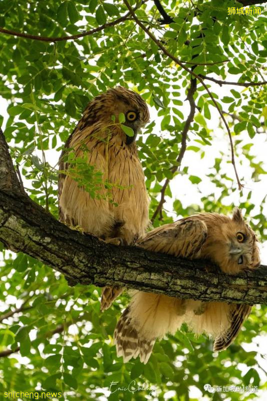 超可愛~ 有人在義順拍到珍稀貓頭鷹啦!