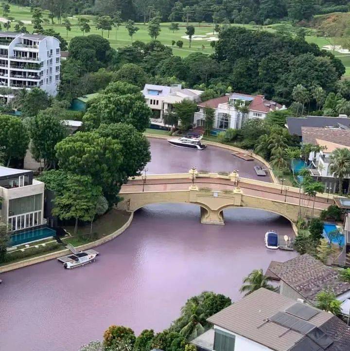 新加坡顶级富豪区升涛湾水道变成粉红色!死鱼成片漂浮,散发出阵阵不可描述的恶臭