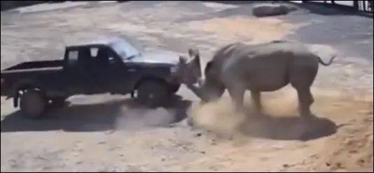 为了火,玩命了!新加坡小伙为拍短视频跳进犀牛圈里