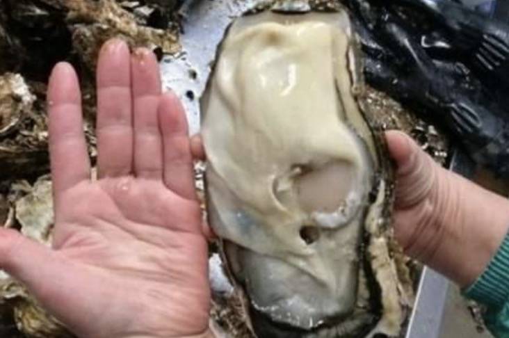 日本今天正式决定排核废水入海!将大规模导致海鲜变异、人癌变!新加坡和中国网友怒了