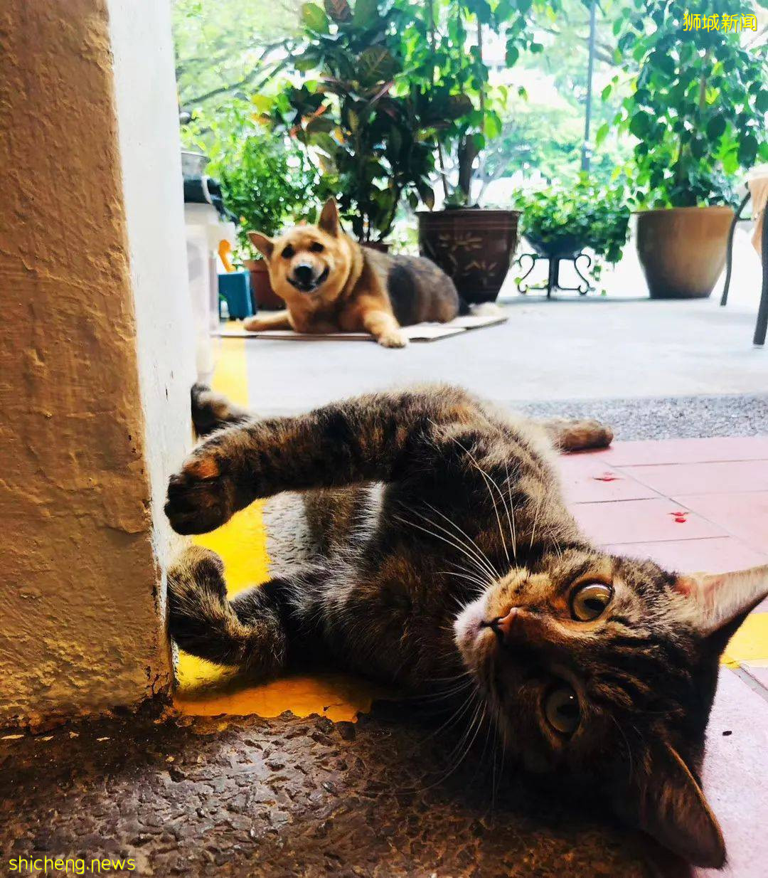 “我最亲爱的四喜走了,带走了我在新加坡16年的青春和回忆...”