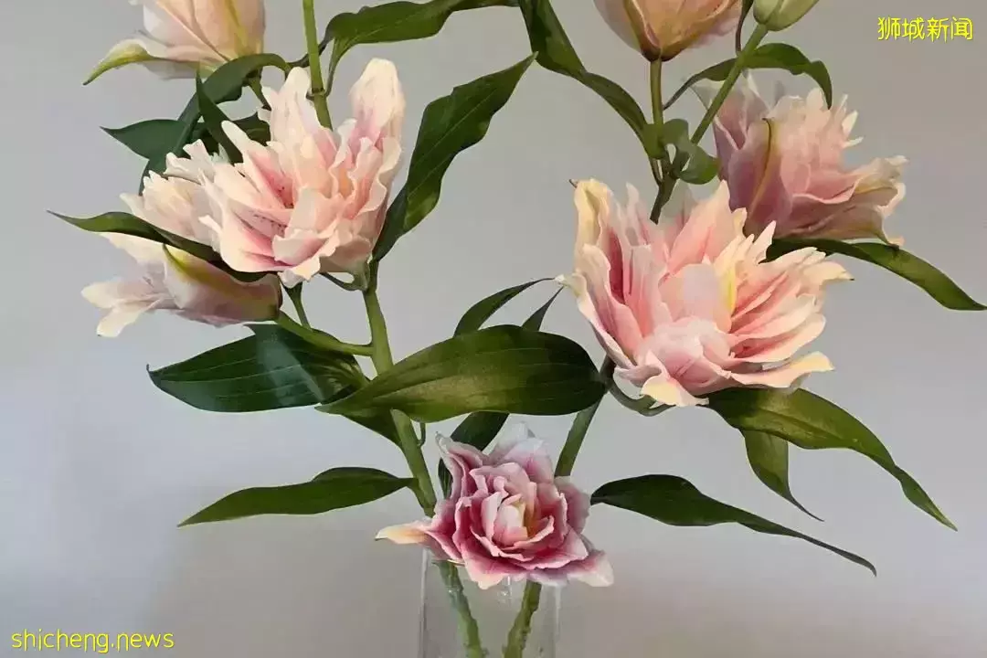 鮮花在熱帶也能養1個月？資深花友新加坡買花、養護大揭秘