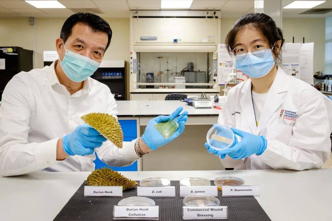 变废为宝有妙招,南洋理工大学团队发明榴梿壳创口贴
