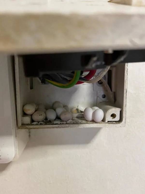 你见过壁虎的蛋吗?本地男子在家中电闸里竟发现10多粒!有的已经破开