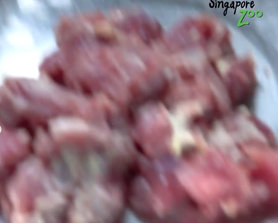 激萌！“獅子王”出生在新加坡動物園！網友：好想擁有一只