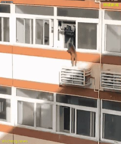 哇塞！新加坡高層公寓現“飛賊”飛檐走壁，蜘蛛俠？成龍徒弟