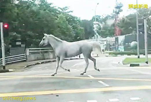 新加坡多變的天氣,豐富的生態環境