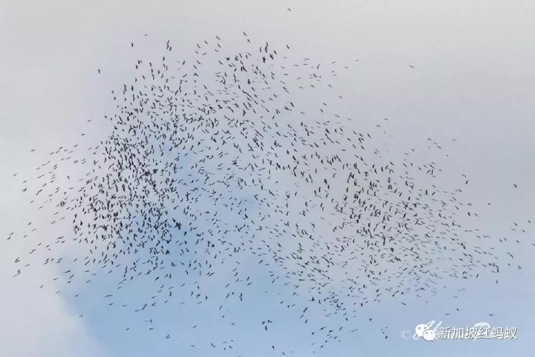 2661只神秘鸟成群在新加坡上空翩翩起舞　是吉是凶