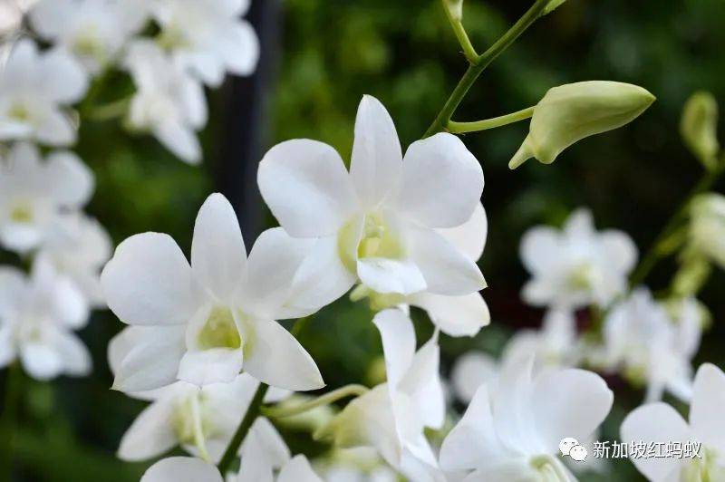 中國有桌球外交，新加坡有胡姬花外交，藏著許多鮮爲人知的有趣故事