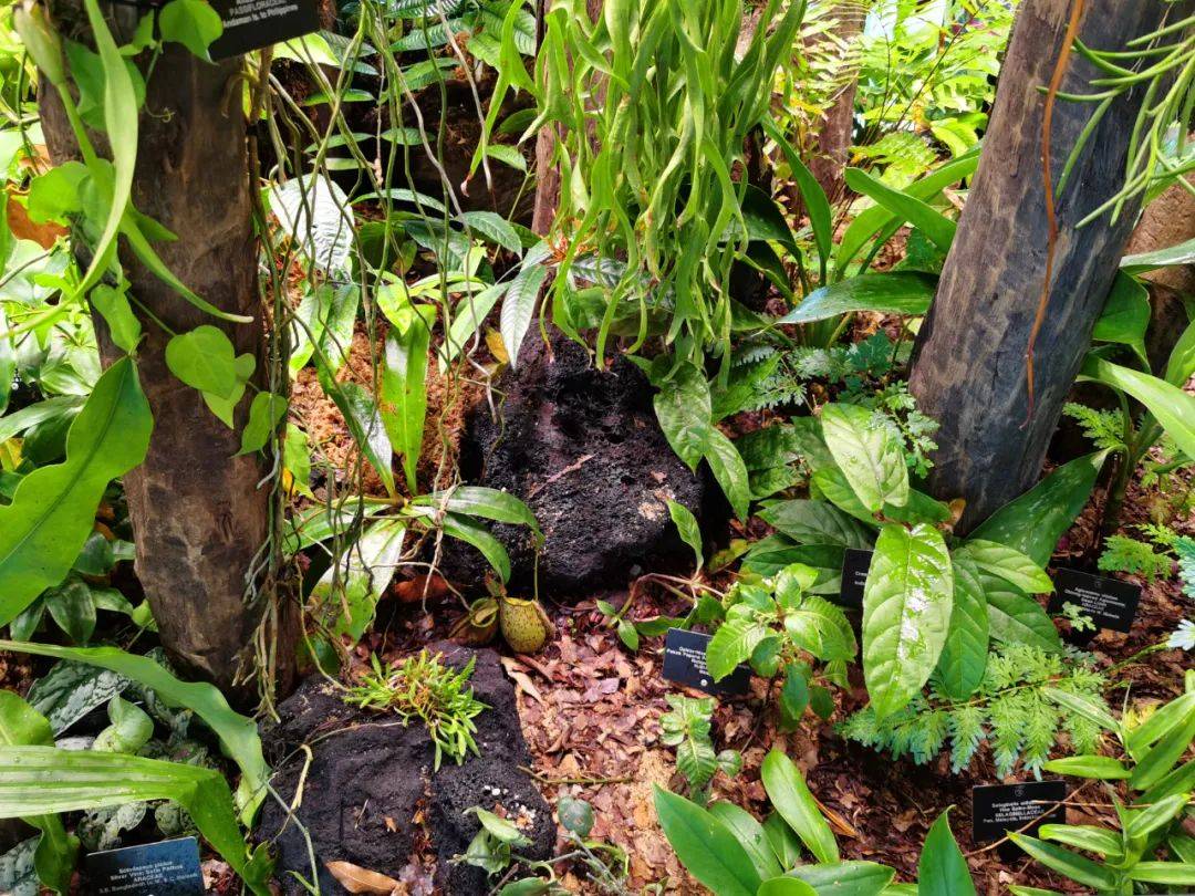 新加坡植物園爆火新景點,不知道怎麽去?手把手教你遊玩攻略