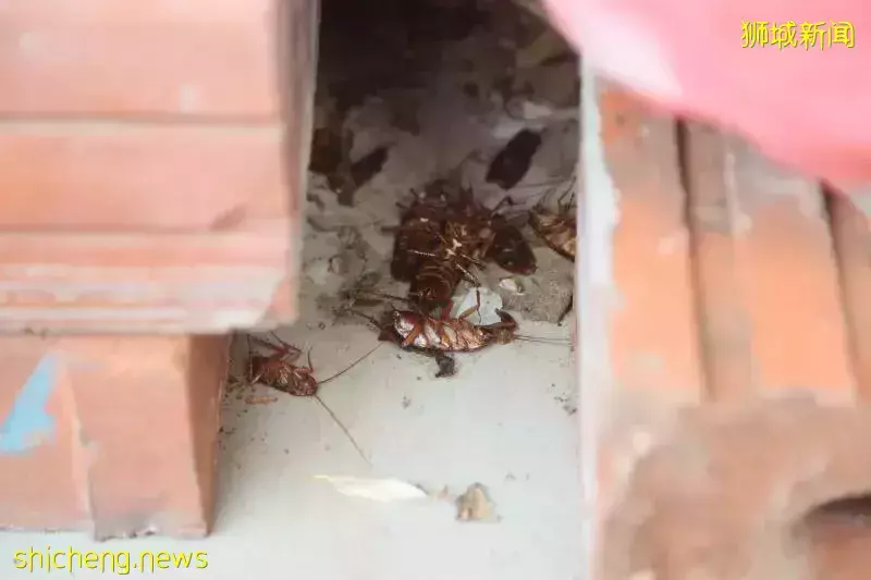 囤垃圾引蟑螂繁殖 杀虫剂一喷 上百“小强”乱窜
