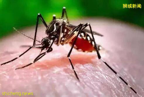 新加坡“疫外罰款”再升級，家裏有蚊子的注意了!