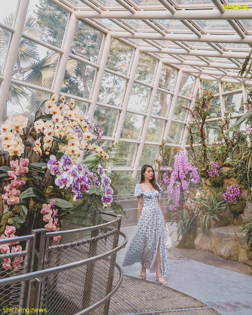 化身花仙子🧚‍♀新加坡9大花海打卡地🌷 天天鮮花盛放、美如仙境，出片率百分百