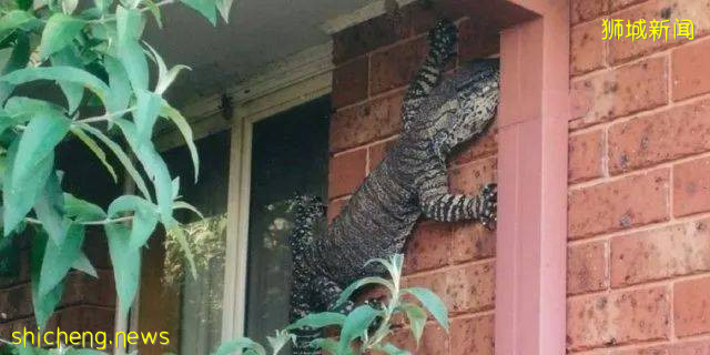 這樣的新加坡真是待不下！去！了