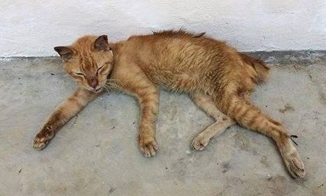 被虐猫狗“代言”罐头 · 学者倾注爱心换跑道