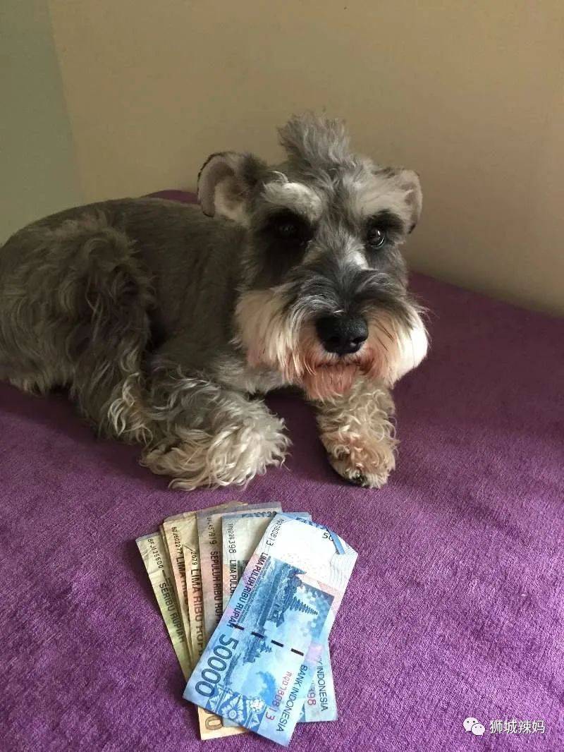 来新加坡13年！7次申请PR被拒！试遍所有“秘诀”，直到