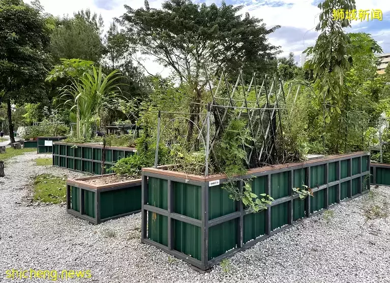 新加坡的“中央公園”突然火了！周圍房價要漲