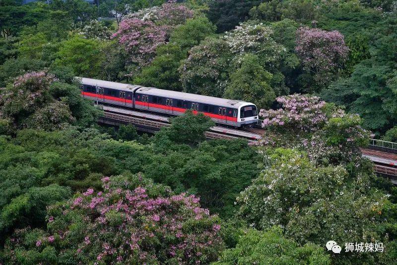 我離婚了，我破産了，我拿到PR...2020，我們的無奈與勇敢