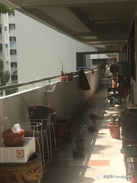 新加坡组屋居民最近流行“晒猪肉”?