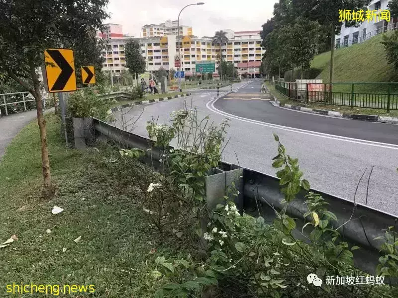 新加坡四处种满了美丽的花,如何妥善照料成了大问题