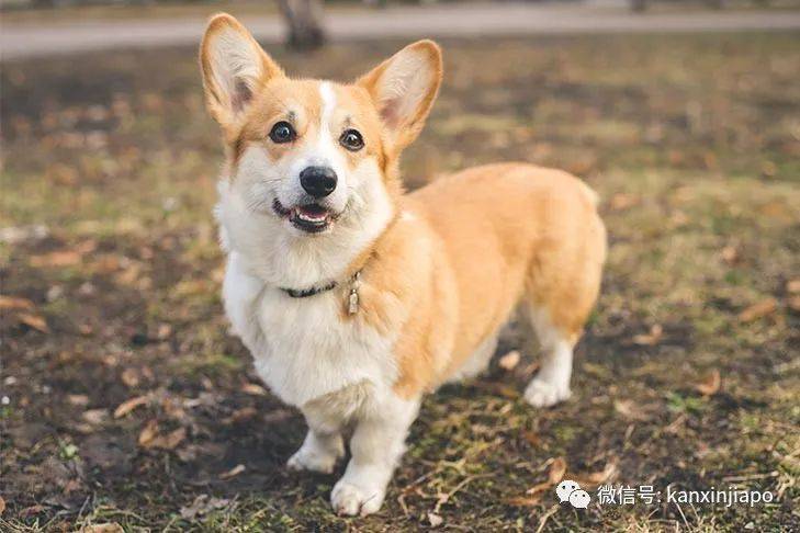 金毛被舉報組屋主人無奈棄養,還有哪些狗狗組屋不能養