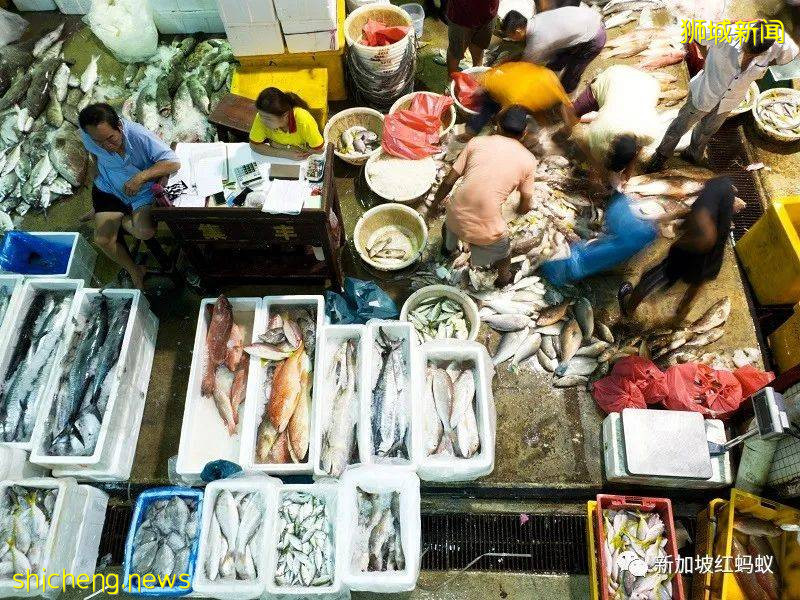 新加坡防疫之路走走停停 当务之急是提高年长国人疫苗接种率